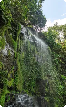 foto vertical bem proximo da cachoeira pé da serra, mostrando a vegetação que fica no paredão que tem a queda de água. A queda de água está bem fraca.